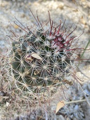 Mammillaria hutchisoniana hutchisoniana