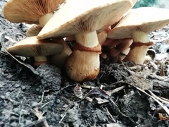 Gymnopilus junonius