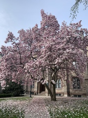 Magnolia × soulangeana