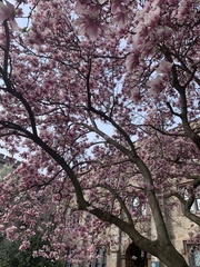 Magnolia × soulangeana