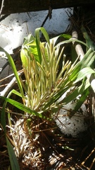 Pinus sylvestris