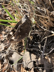 Megathymus streckeri