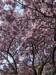 Magnolia × soulangeana