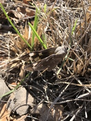 Megathymus streckeri