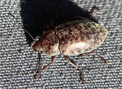 Epitragodes tomentosus