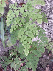 Adiantum tenerum
