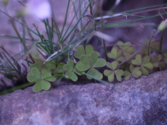 Oxalis dentata