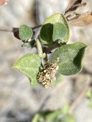 Euphorbia tomentulosa