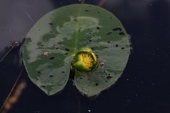 Nuphar pumila