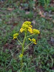 Barbarea vulgaris