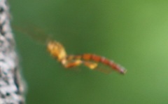 Megarhyssa greenei