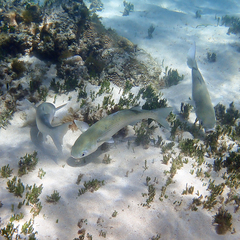 Crenimugil crenilabis