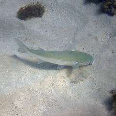 Crenimugil crenilabis