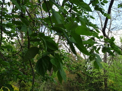 Celtis caucasica