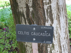 Celtis caucasica