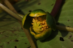 Nuphar pumila