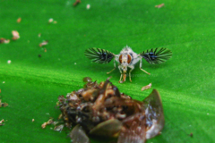 Agadasys hexablepharis