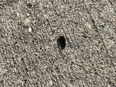 Armadillidium vulgare