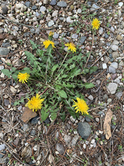 Taraxacum