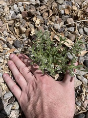 Cryptantha crassisepala