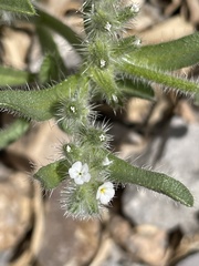 Cryptantha crassisepala