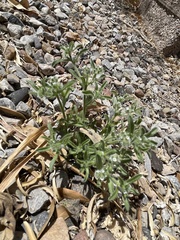 Cryptantha crassisepala