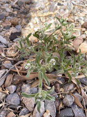 Cryptantha crassisepala