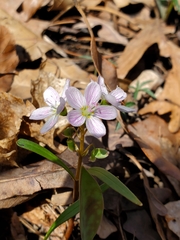 Claytonia virginica