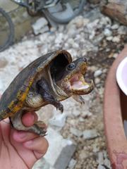 Claudius angustatus