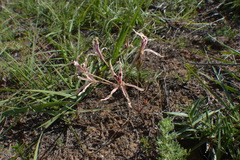 Pelargonium fergusoniae