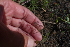 Pelargonium fergusoniae