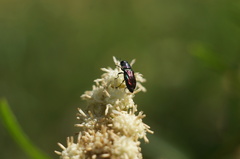 Bilyaxia concinna
