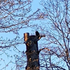 Haliaeetus leucocephalus