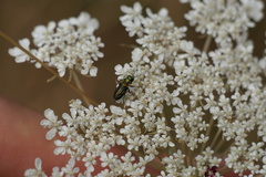 Bilyaxia concinna