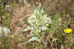 Chloraea