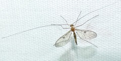 Macrocera inconcinna