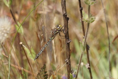 Rhionaeschna diffinis