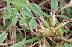 Astragalus plattensis