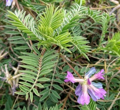 Astragalus plattensis