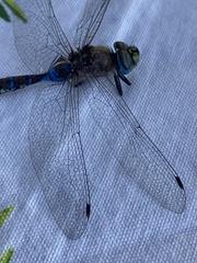 Rhionaeschna diffinis