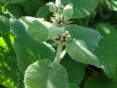 Marrubieae