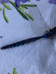 Rhionaeschna diffinis