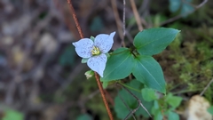 Pseudotrillium rivale