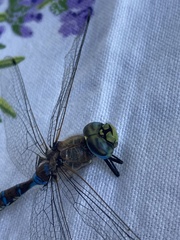 Rhionaeschna diffinis