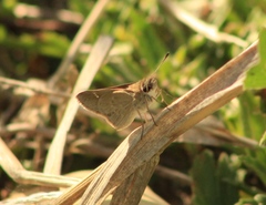 Lerodea eufala eufala