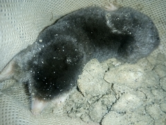 Parascaptor leucurus