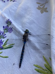 Rhionaeschna diffinis