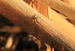 Habronattus forticulus