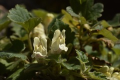 Asarina procumbens