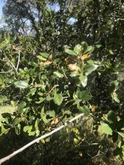 Quercus wislizeni